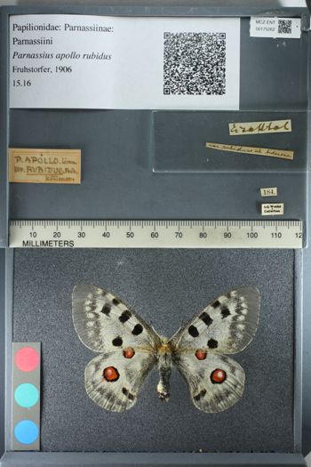 Media type: image;   Entomology 175262